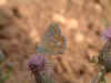 foto_otros_ insectos_mariposa.jpg (37749 bytes)