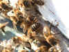 abejas en piquera2.JPG (353348 bytes)