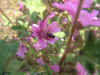 foto flora malva 2.jpg (48700 bytes)