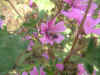 foto flora malva.jpg (50223 bytes)